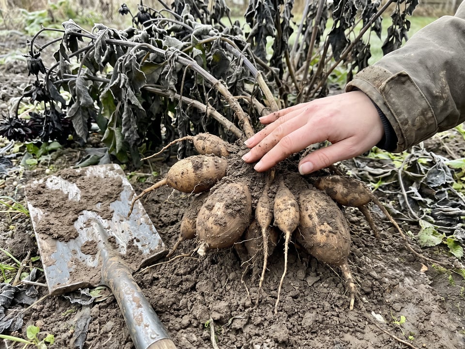 A dahlia tuber clump lifted from the ground in fall