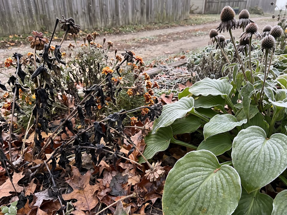 Frost-killed annuals next to perennials that survived the same frost