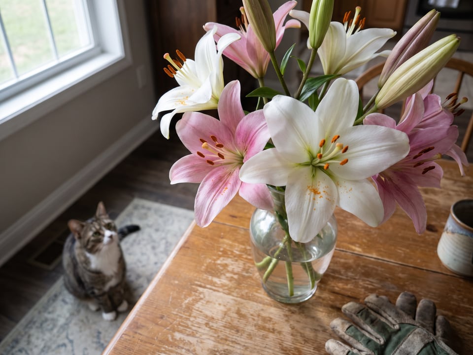 Flowers toxic to cats: tulips, lilies, sunflowers and more