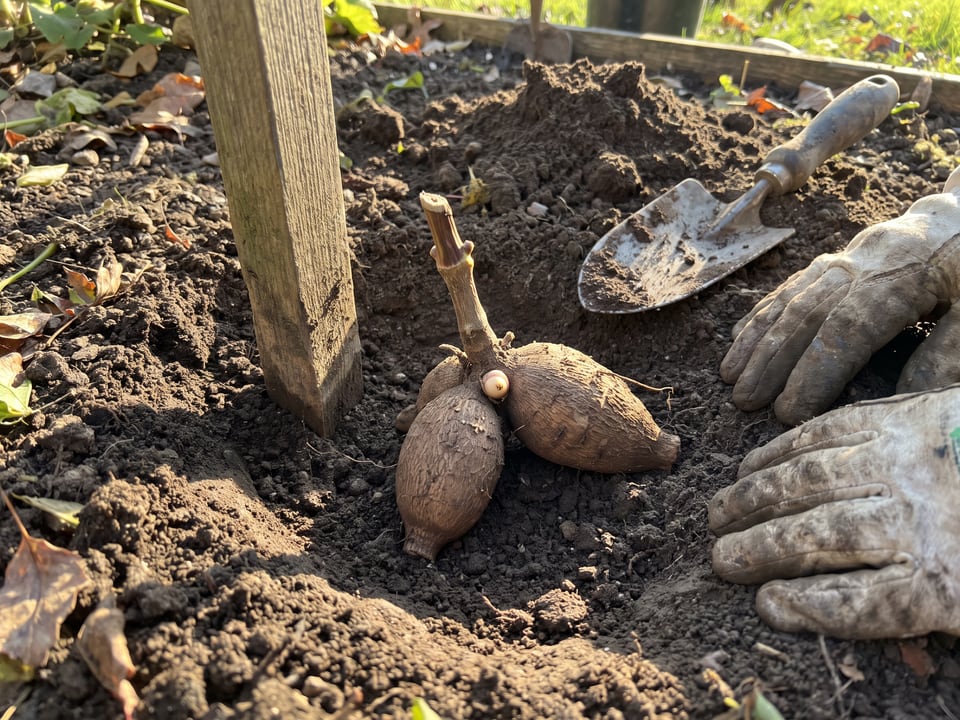 How to plant dahlia tubers: depth, spacing and staking
