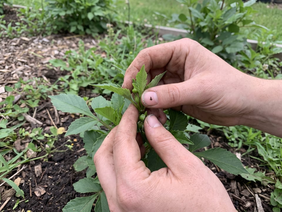 Fingers pinching out the growing tip of a young dahlia
