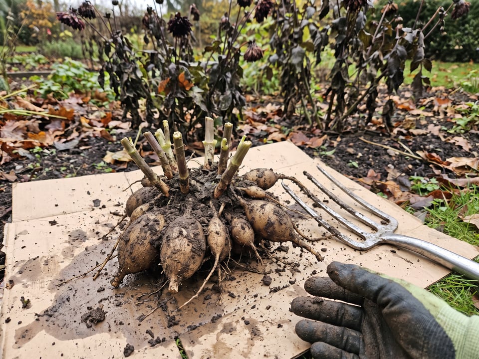 How to store dahlia tubers over winter