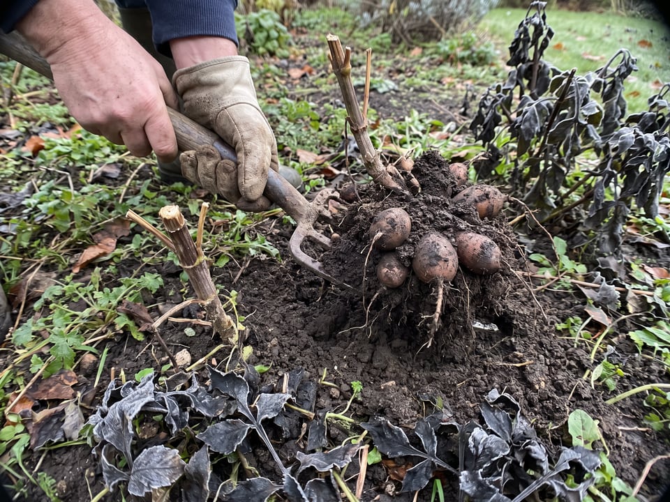 A garden fork lifting soil around a dahlia clump from a distance
