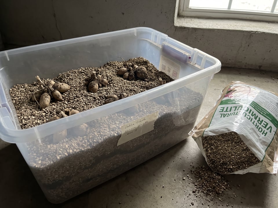 Dahlia tubers layered in vermiculite inside a storage tub