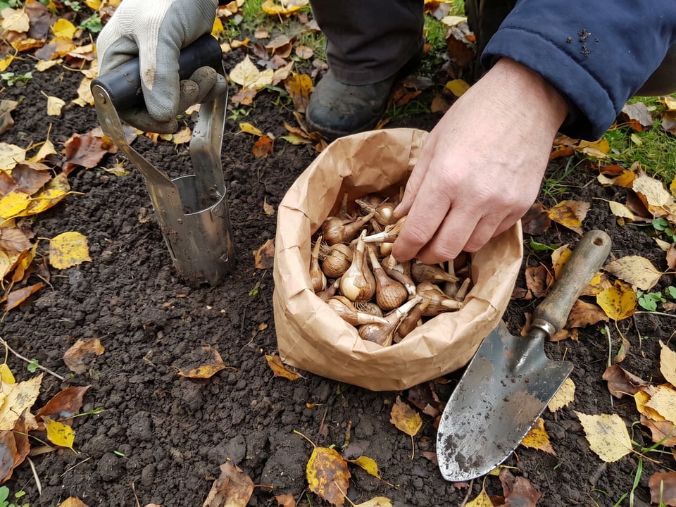 How to plant daffodil bulbs: depth, spacing and aftercare
