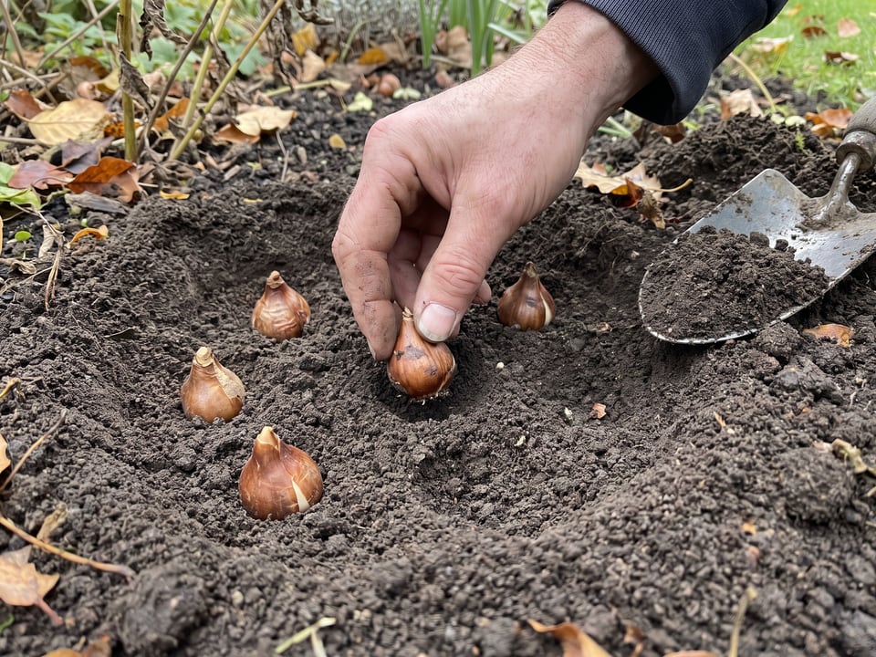 Daffodil bulbs spaced a few inches apart in a planting pit, necks up