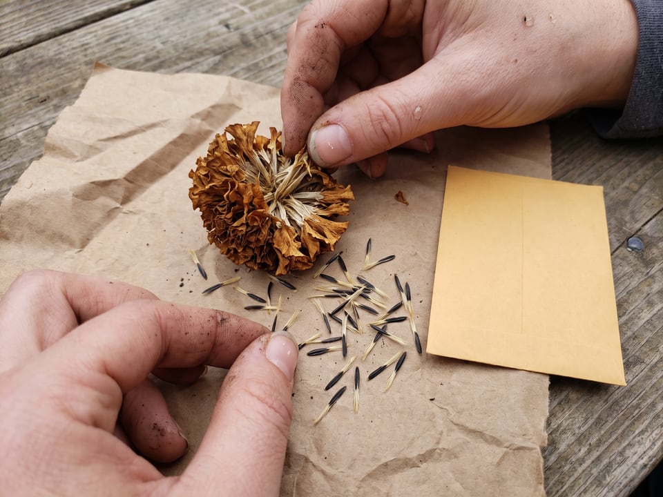 Long thin marigold seeds pulled from a dried flower head