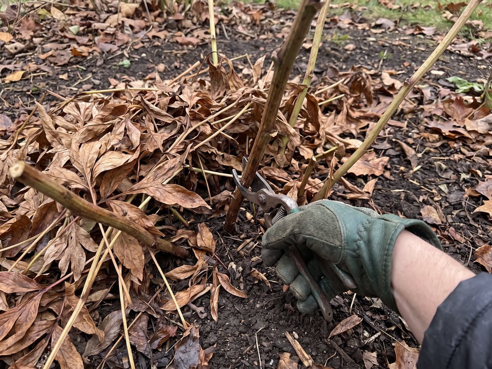 Peony stems cut back close to the ground in late fall