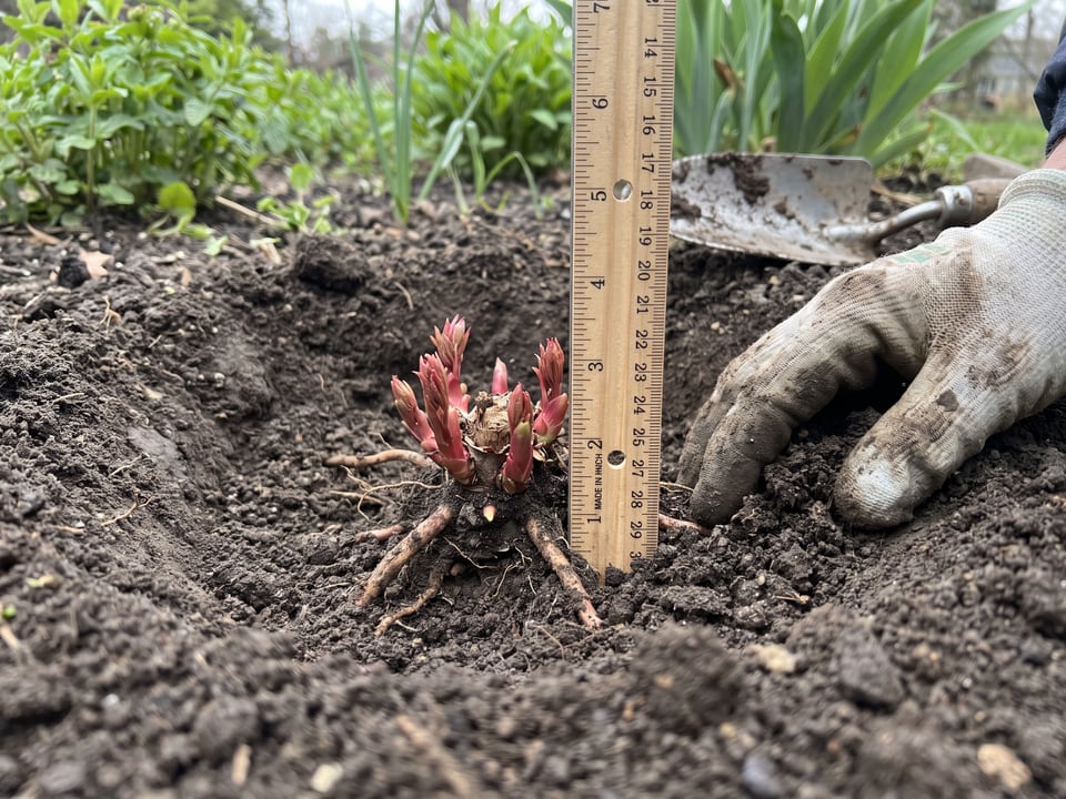 Peony eyes set just below the soil surface next to a ruler