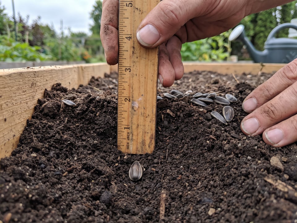 A sunflower seed about an inch deep in the soil next to a ruler