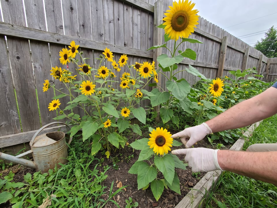 Dwarf, branching and giant sunflowers growing at different heights