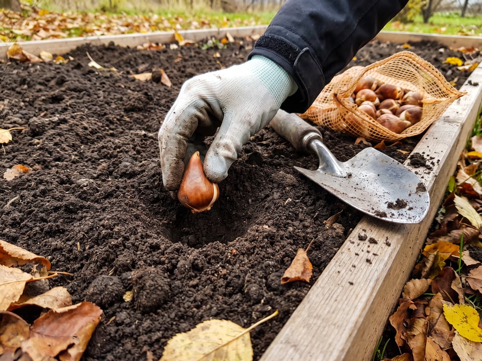 How to plant tulip bulbs: depth, spacing and pots