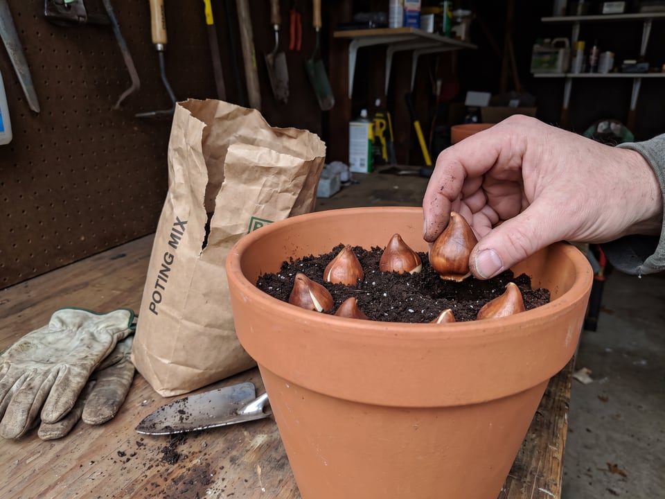 Tulip bulbs packed close together in a pot with their tips up