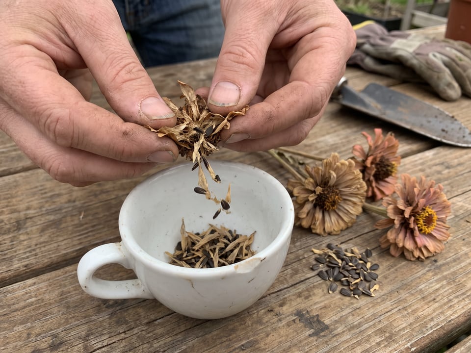 Seeds pulled from a dried zinnia flower head over a cup