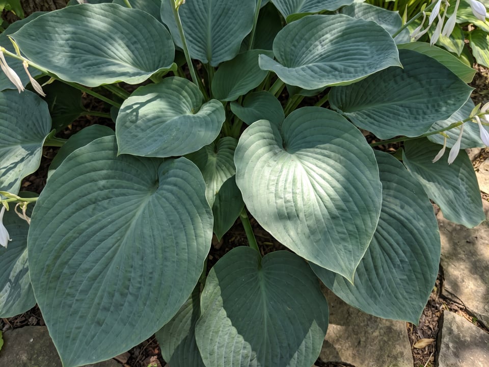Leaves of Abiqua Drinking Gourd hosta up close
