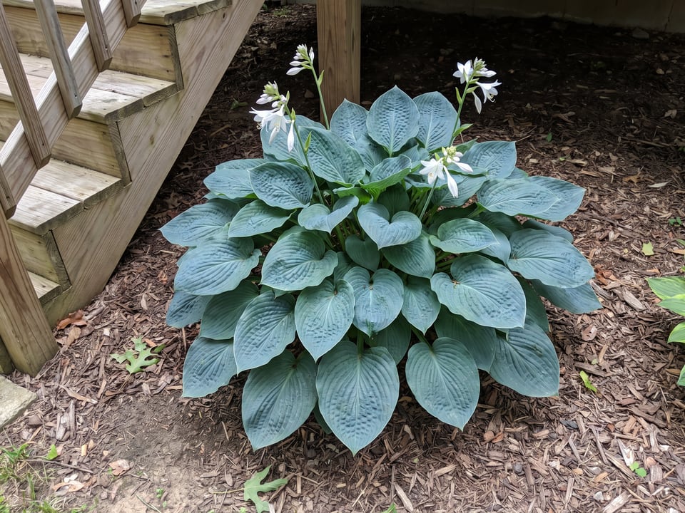 A Abiqua Drinking Gourd hosta clump growing in a shade garden