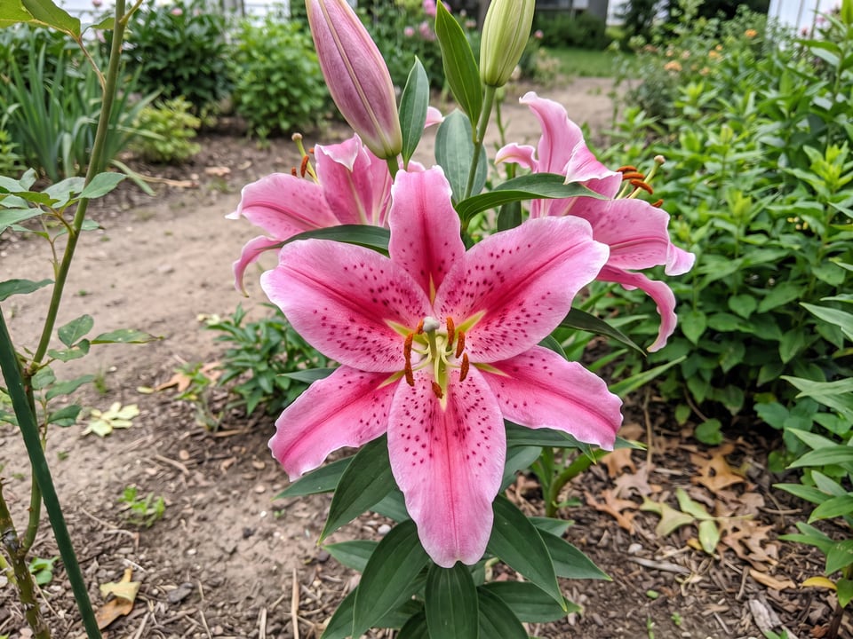 A Acapulco lily flower up close on the plant