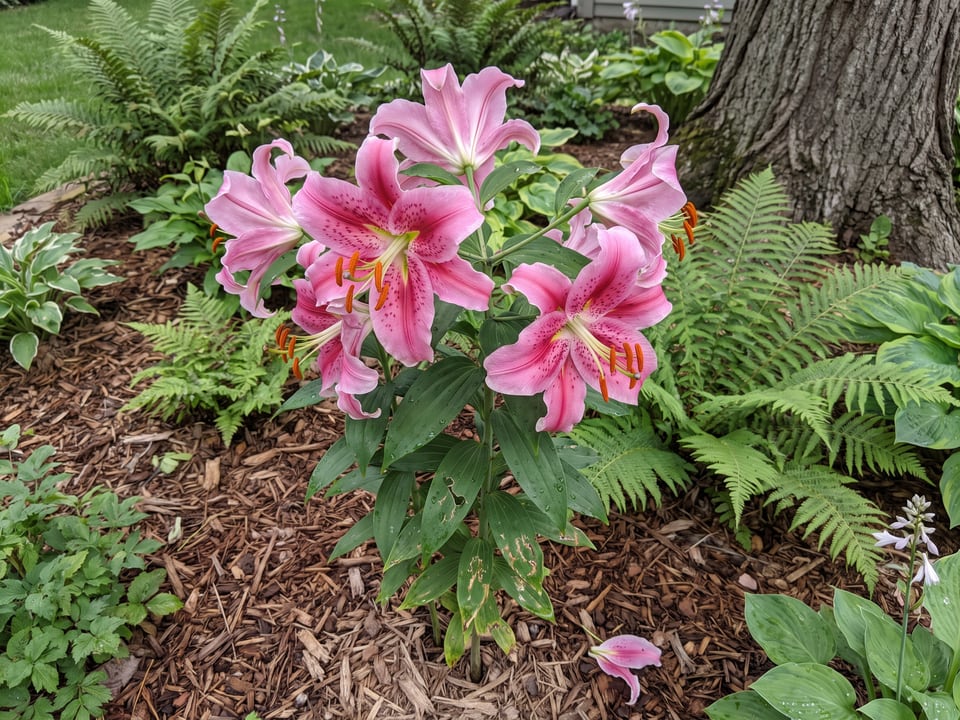Acapulco lily plants in bloom in a garden