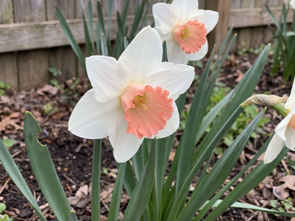 A Accent daffodil flower up close on the plant