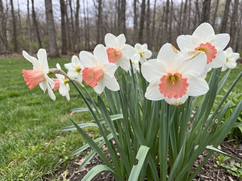 Accent daffodil plants in bloom in a garden
