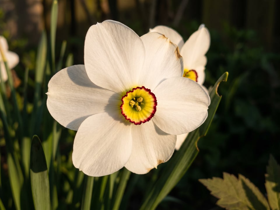 A Actaea daffodil flower up close on the plant