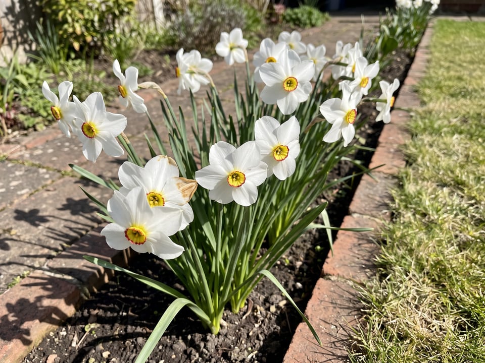Actaea daffodil plants in bloom in a garden
