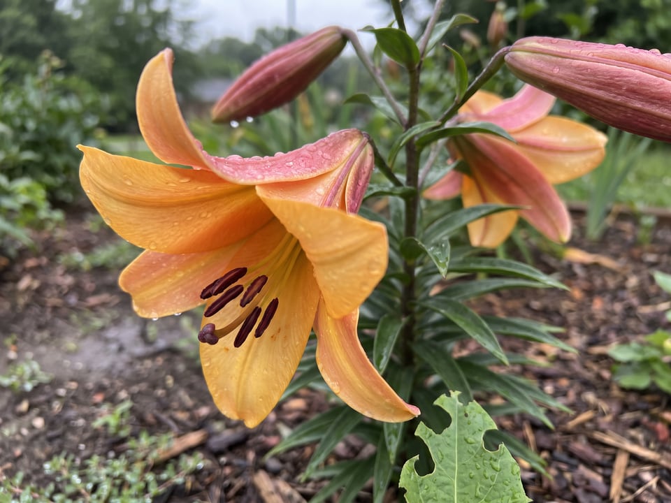 A African Queen lily flower up close on the plant