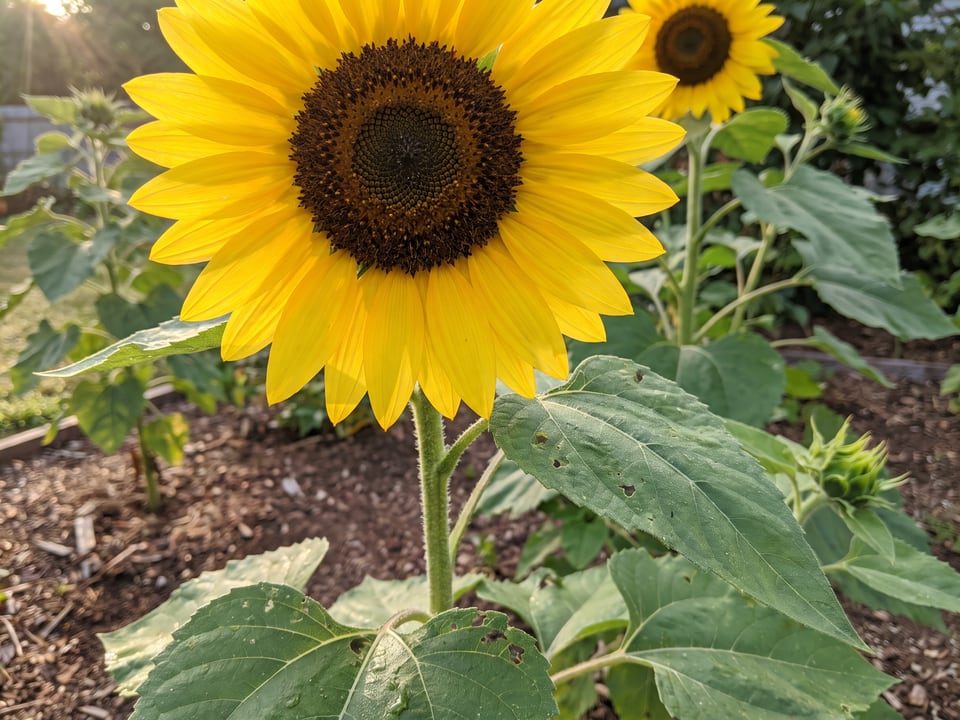 A American Giant sunflower flower up close on the plant