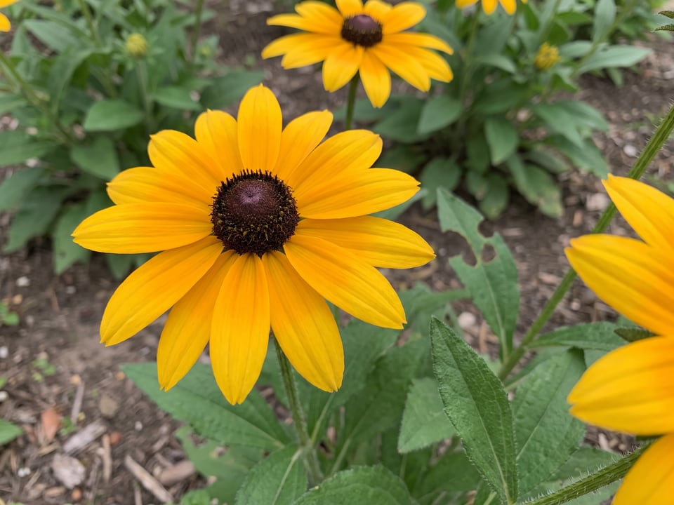 A American Gold Rush black-eyed Susan flower up close on the plant