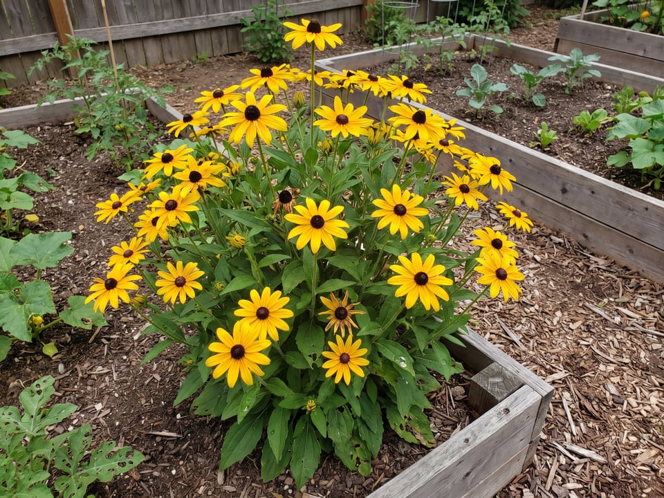American Gold Rush black-eyed Susan plants in bloom in a garden