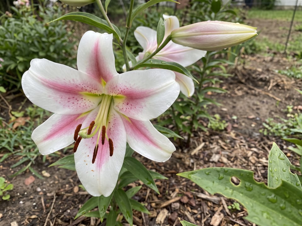 A Anastasia lily flower up close on the plant