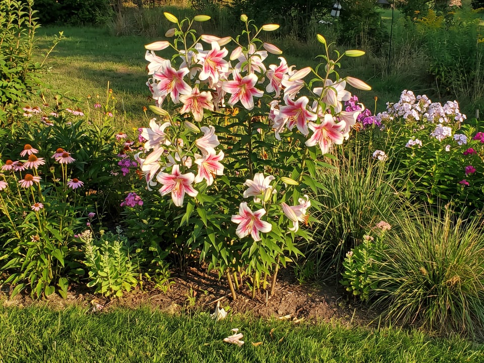 Anastasia lily plants in bloom in a garden