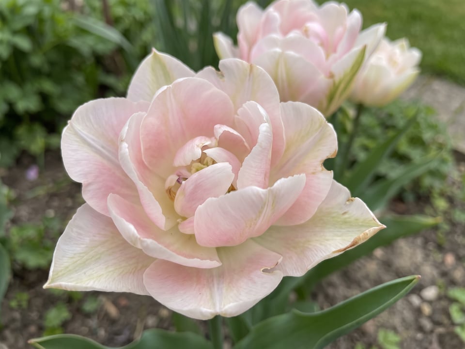 A Angelique tulip flower up close on the plant