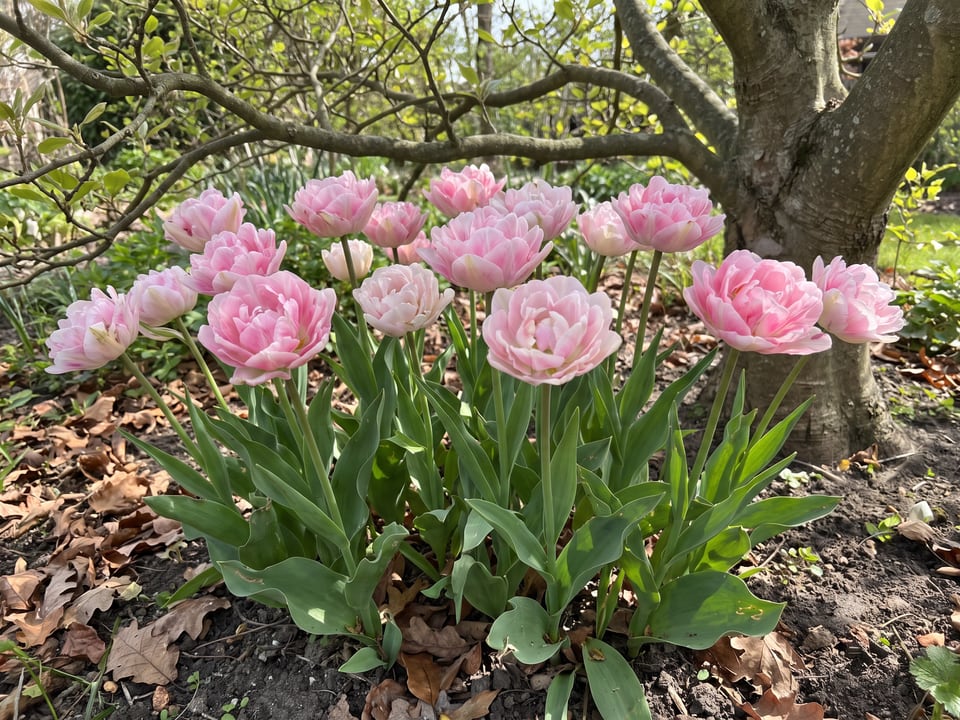 Angelique tulip plants in bloom in a garden