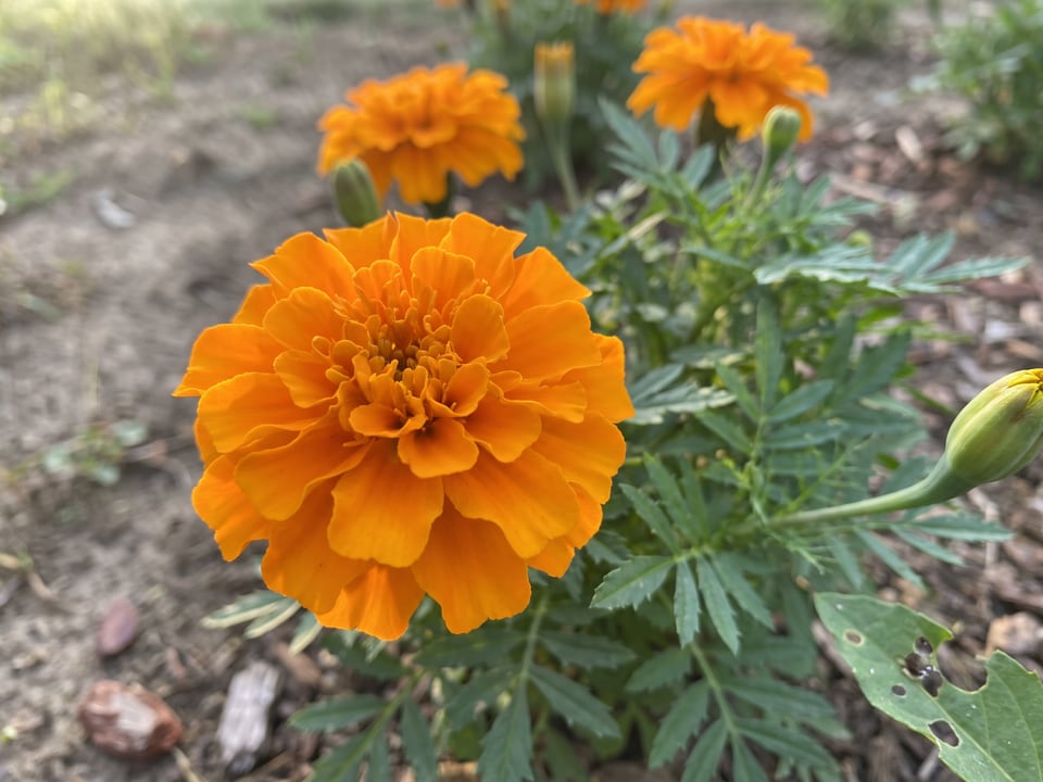 A Antigua marigold flower up close on the plant