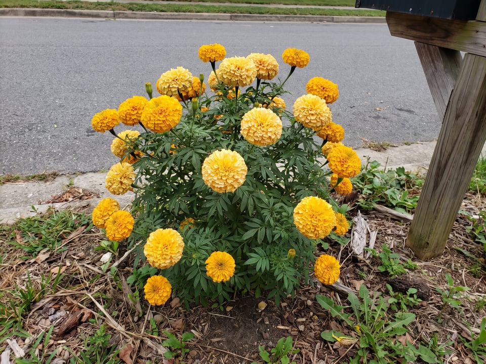 Antigua marigold plants in bloom in a garden