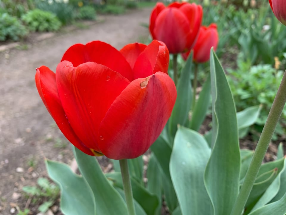 A Apeldoorn tulip flower up close on the plant