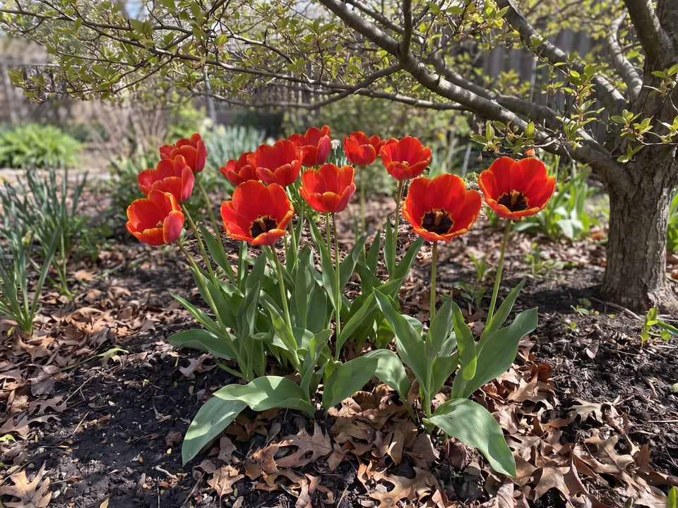 Apeldoorn tulip plants in bloom in a garden