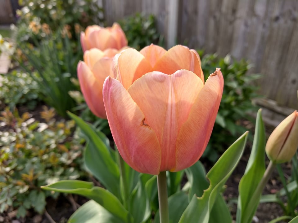 A Apricot Beauty tulip flower up close on the plant