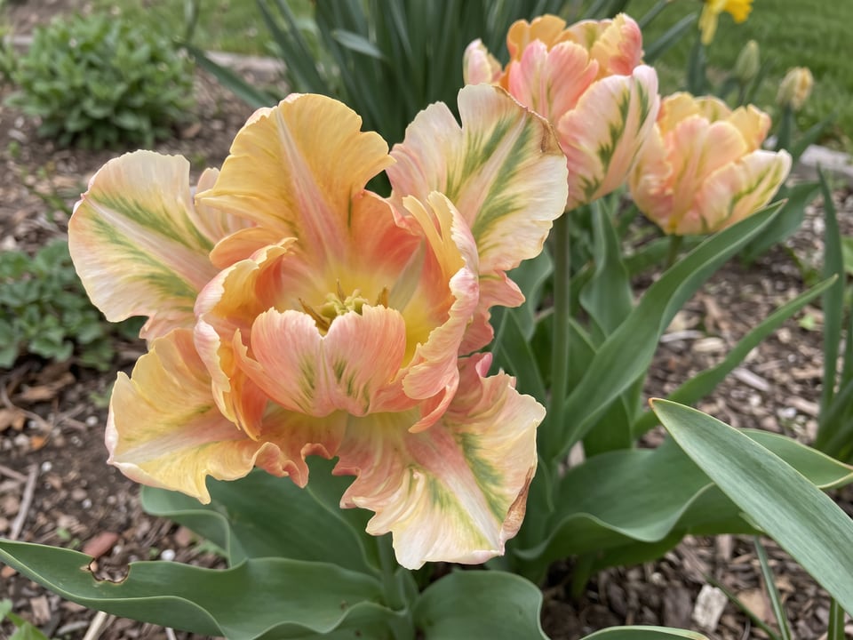 A Apricot Parrot tulip flower up close on the plant