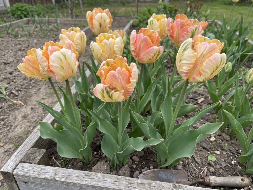 Apricot Parrot tulip plants in bloom in a garden