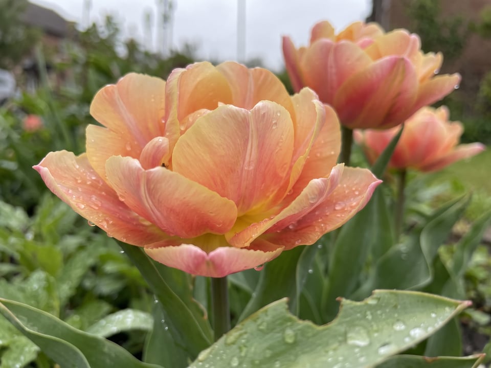 A Apricot Symbiose tulip flower up close on the plant