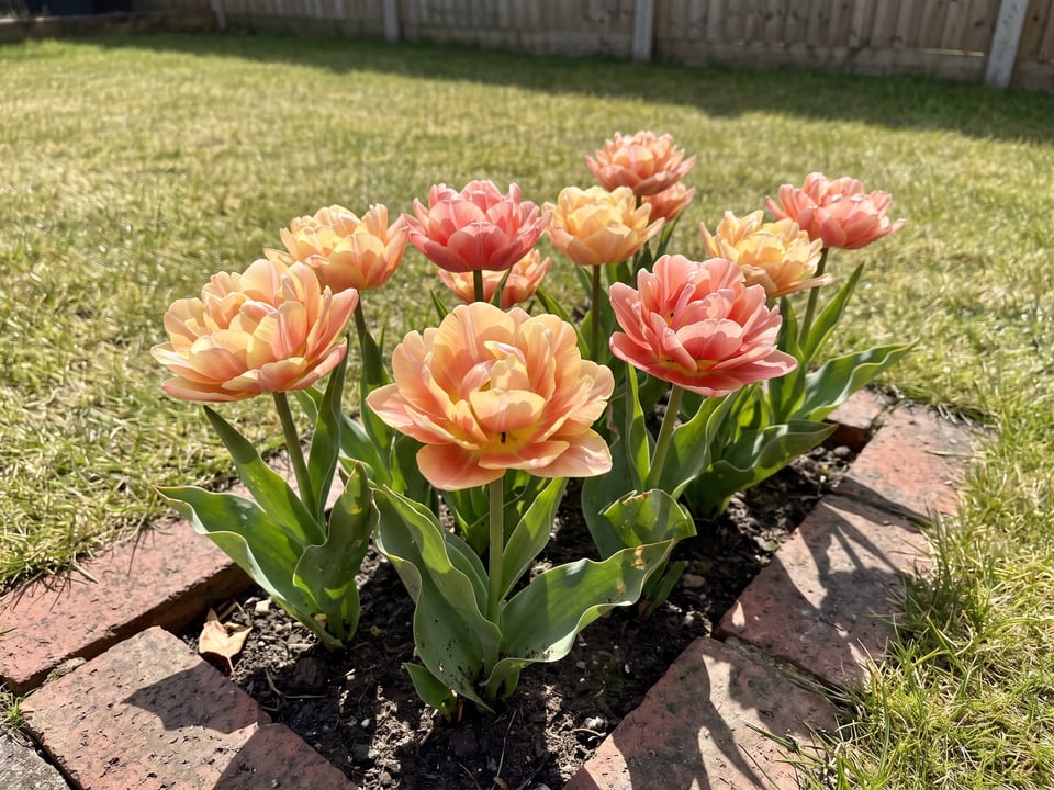 Apricot Symbiose tulip plants in bloom in a garden