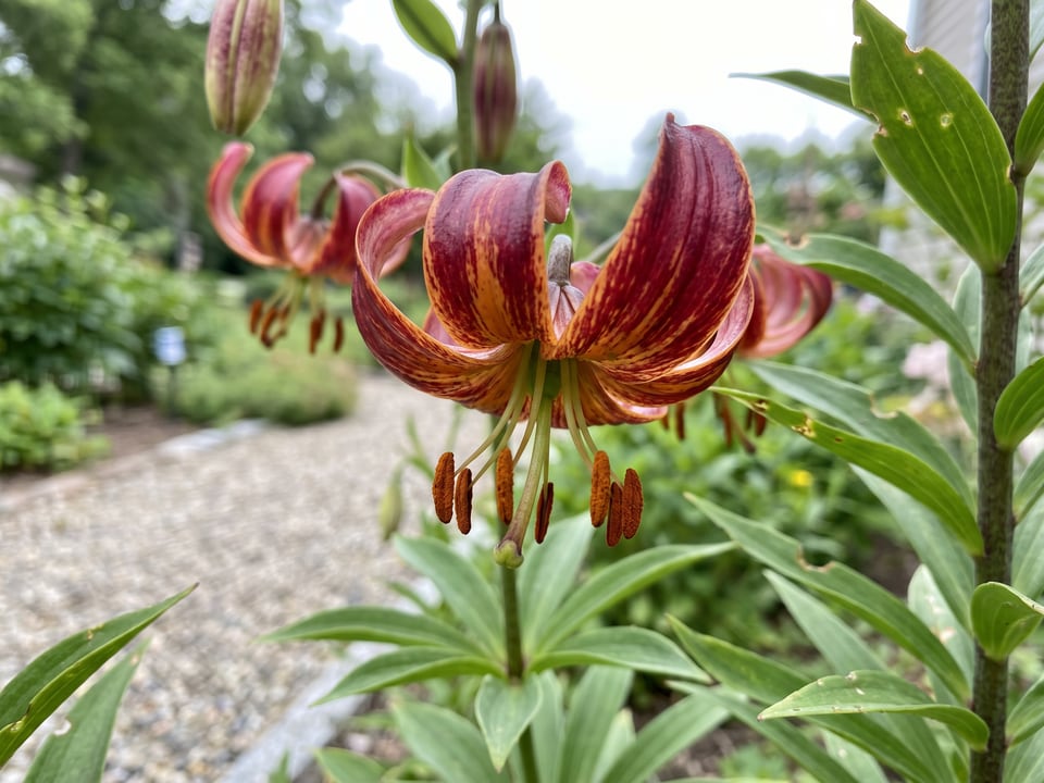 A Arabian Knight lily flower up close on the plant