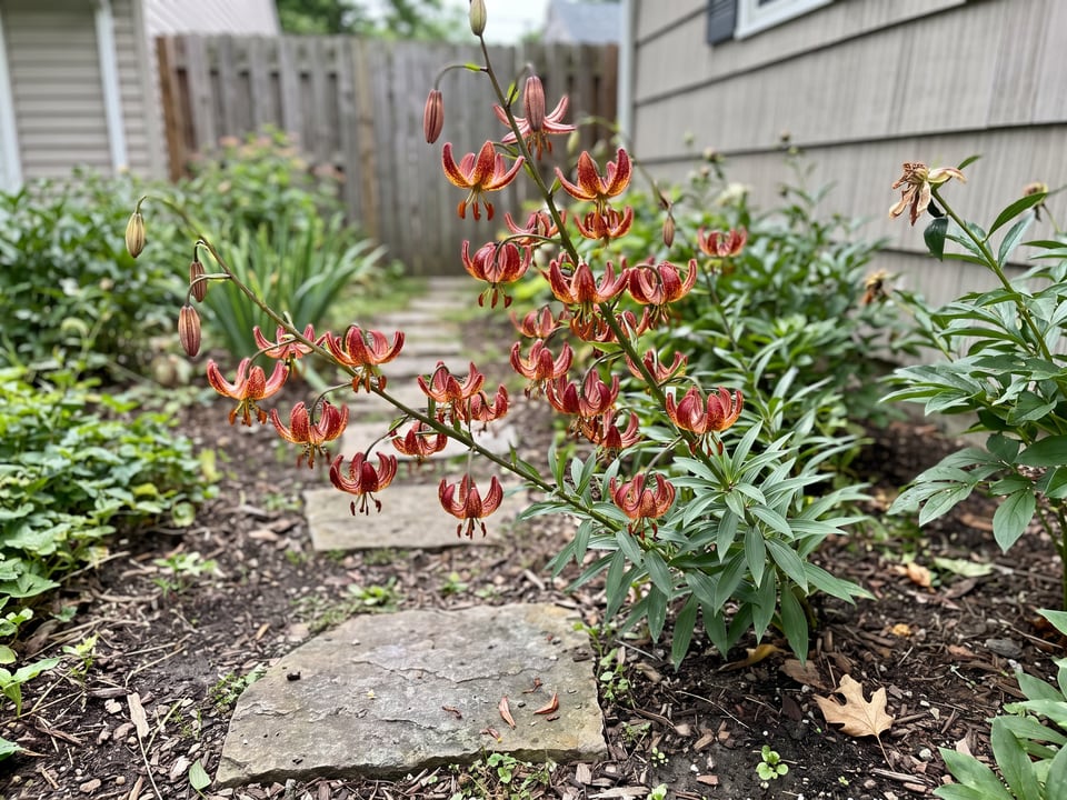 Arabian Knight lily plants in bloom in a garden