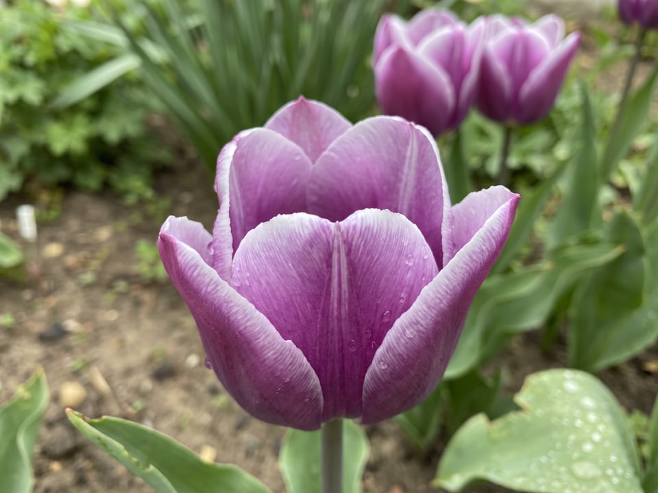 A Arabian Mystery tulip flower up close on the plant