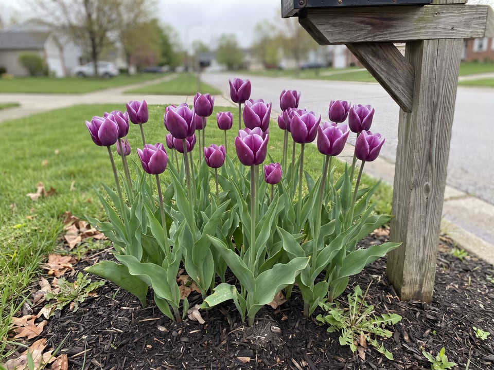 Arabian Mystery tulip plants in bloom in a garden