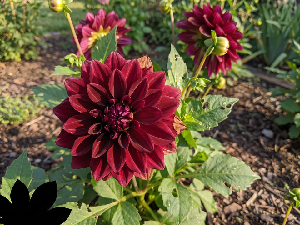 A Arabian Night dahlia flower up close on the plant