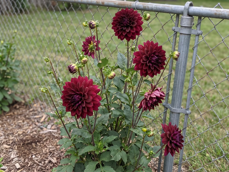 Arabian Night dahlia plants in bloom in a garden