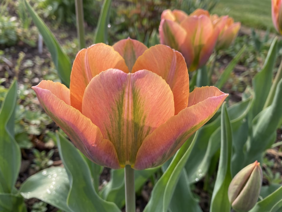 A Artist tulip flower up close on the plant